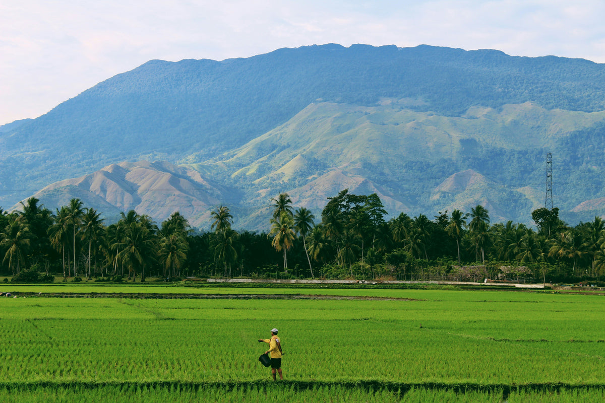 Lush green rice paddy field — complete cultivation guide by KrushiVista