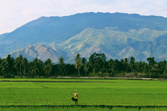 Lush green rice paddy field — complete cultivation guide by KrushiVista