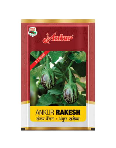 Hy Brinjal Rakesh by Ankur Seeds