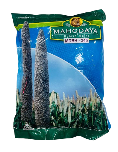 Hybrid Bajara MDBH-345 by Mahodaya Seeds