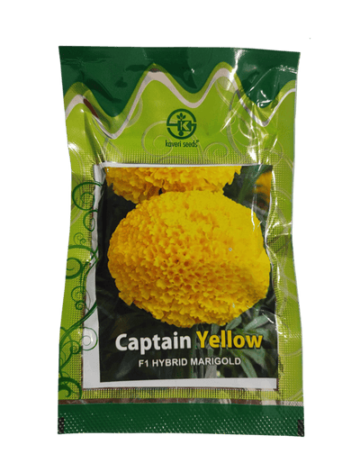 F1 Hybrid Marigold Captain Yellow by Kaveri Seeds
