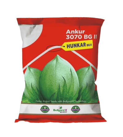 Cotton Ankur 3070 Hunkar BG II by Dharti Seeds