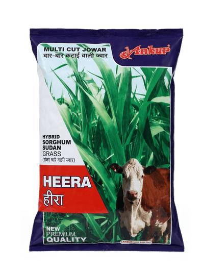 Ankur Hybrid Hira Sorghum Sudan Grass Seed