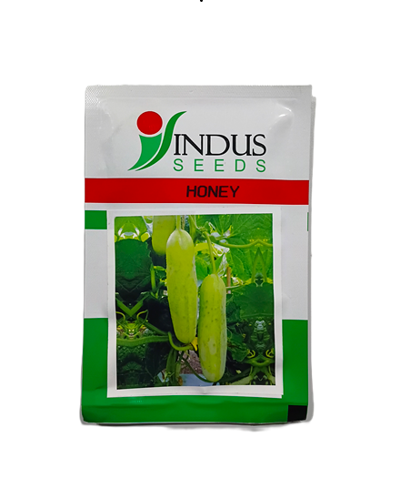 HONEY (HYBRID CUCUMBER) by INDUS SEEDS