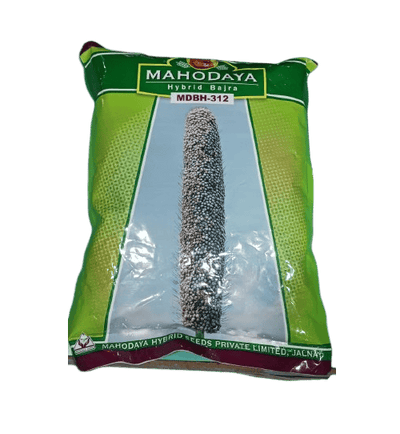 Hybrid Bajara MDBH-312 by Mahodaya Seeds