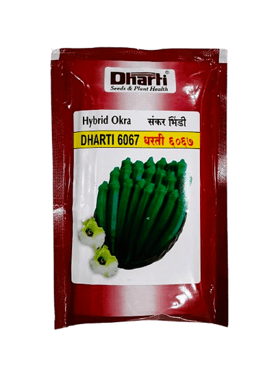 Hybrid Okra 6067 by Dharti Seeds