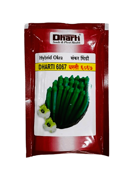 Hybrid Okra 6067 by Dharti Seeds