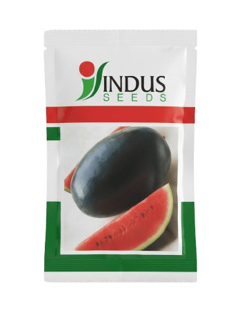 BLACK BOSS HYBRID WATERMELON by INDUS SEEDS