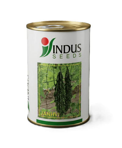 JANHVI HYBRID BITTERGOURD by INDUS SEEDS