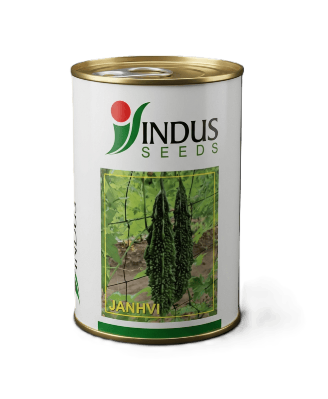 JANHVI HYBRID BITTERGOURD by INDUS SEEDS