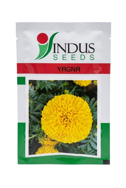 MARIGOLD YAGNA by INDUS SEEDS