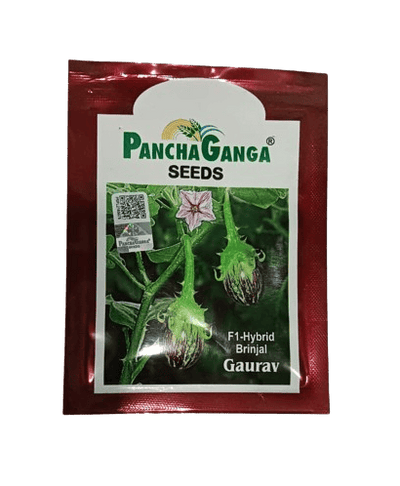 Panchaganga Hybrid Brinjal Gaurav F1 - 10GM