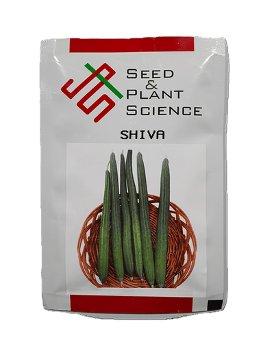 SHIVA (F1 HYBRID RIDGEGOURD) by INDUS SEEDS