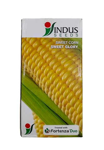 Sweetcorn SWEET GLORY by INDUS SEEDS