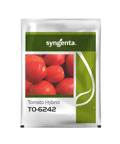 Hybrid Tomato Seeds 6242 by Syngenta