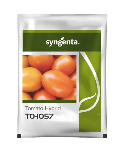 Hybrid Tomato TO 1057 Seeds by Sygenta