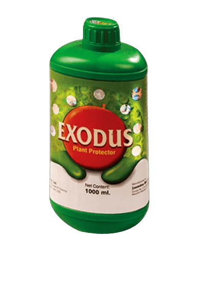 Pasura Exodus